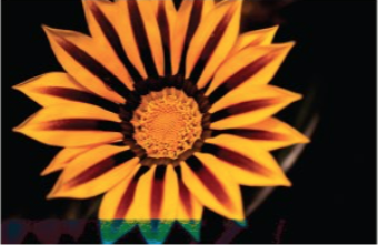 A responsive Sunflower